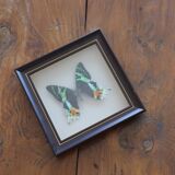 Vintage naturalized butterfly frame