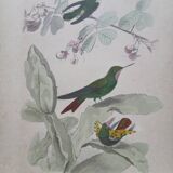 Poster - 19th century zoological engraving of birds - ruby - crested