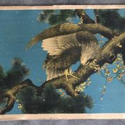 Ancienne estampe d’asie à décor polychrome d’aigle sur une branche xixème