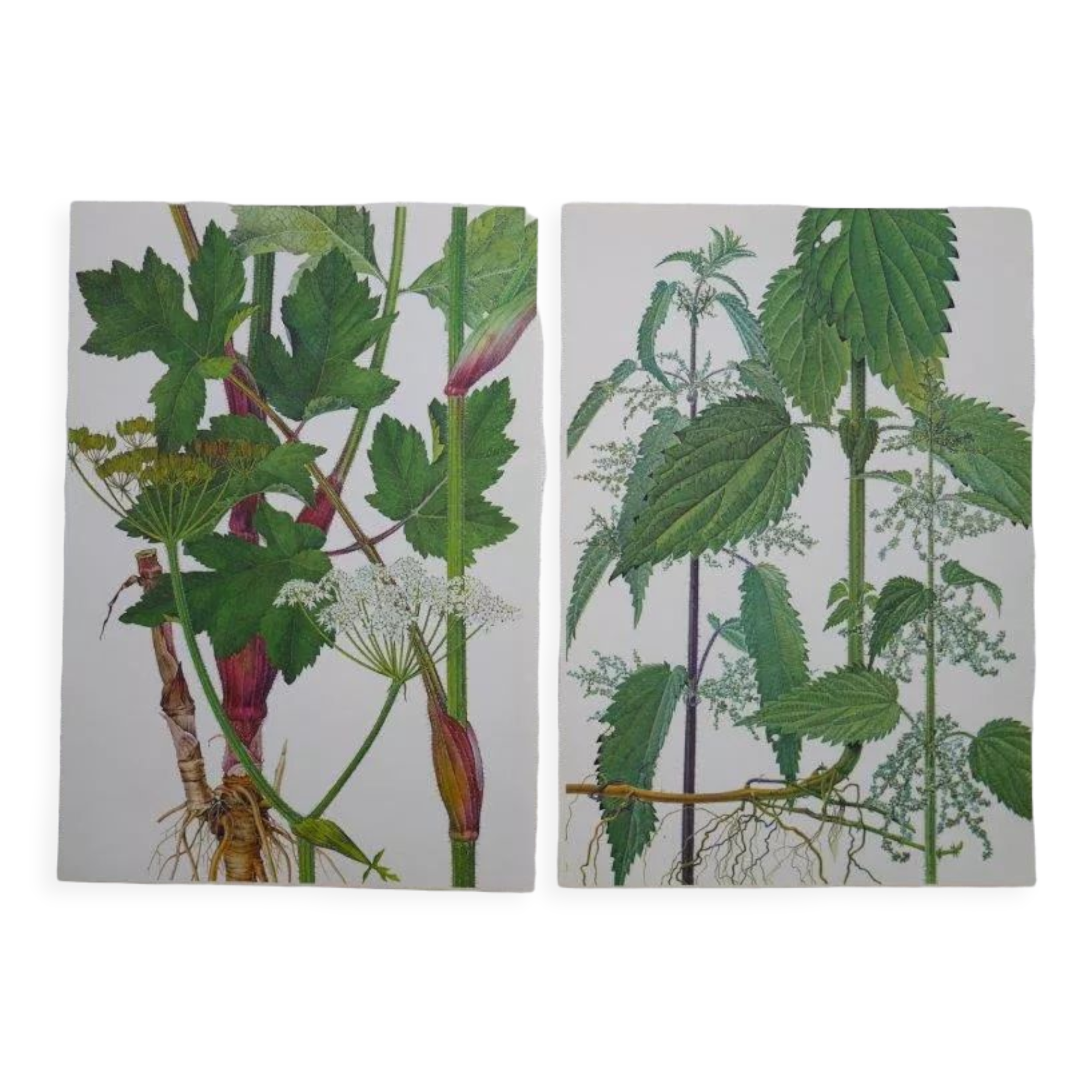 Set of 2 botanical plates Geigy, thorny apple and black henbath