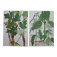 Set of 2 botanical plates Geigy, thorny apple and black henbath
