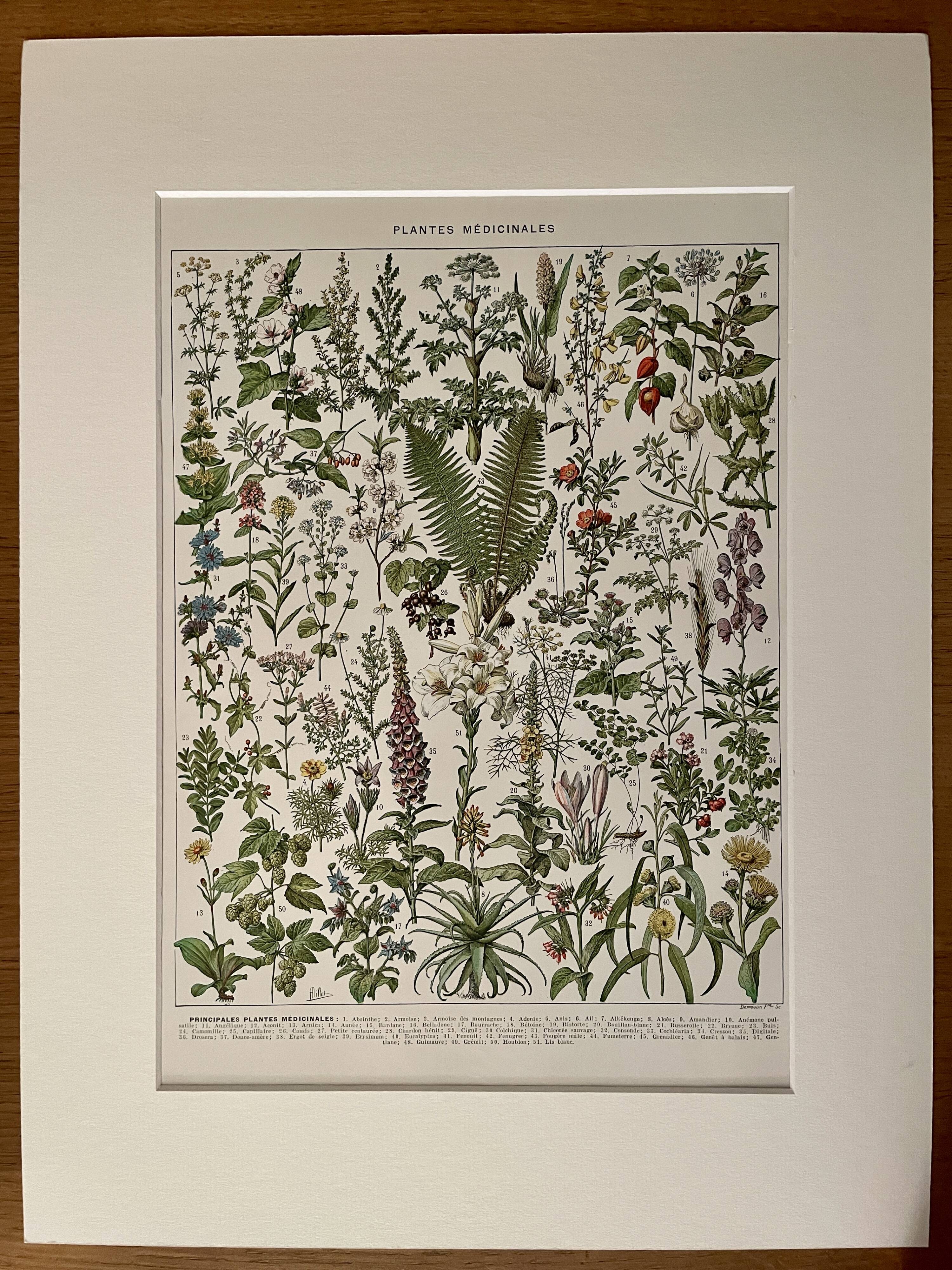 Lithograph on medicinal plants (absinthe) - 1930