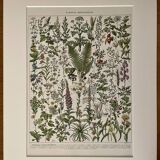 Lithograph on medicinal plants (absinthe) - 1930