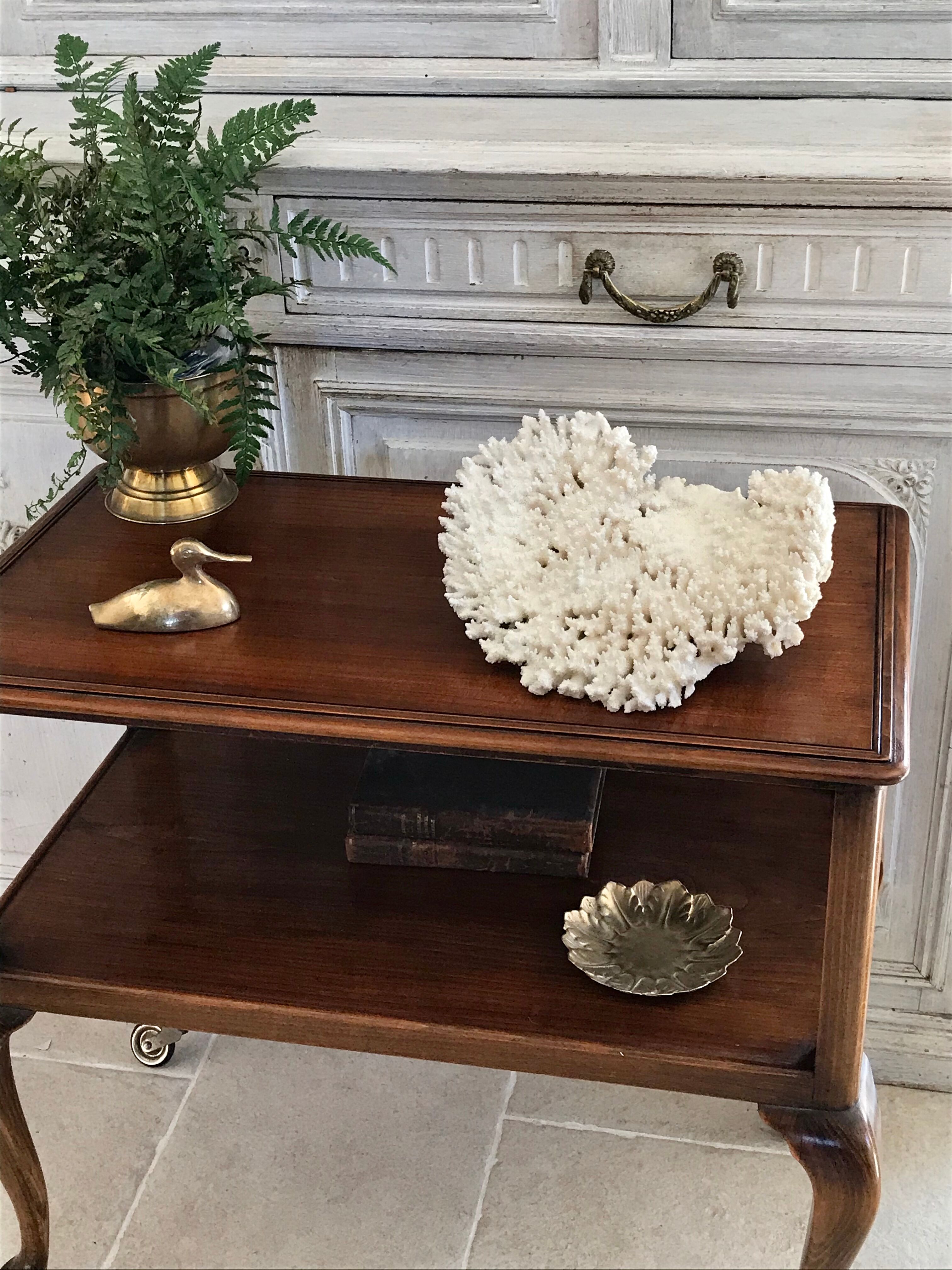 Ancient white coral branch