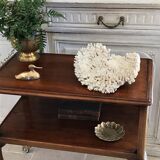 Ancient white coral branch