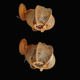 Pair of wooden wood straw wall sconce lamps rustic vintage France