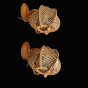 Pair of wooden wood straw wall sconce lamps rustic vintage France