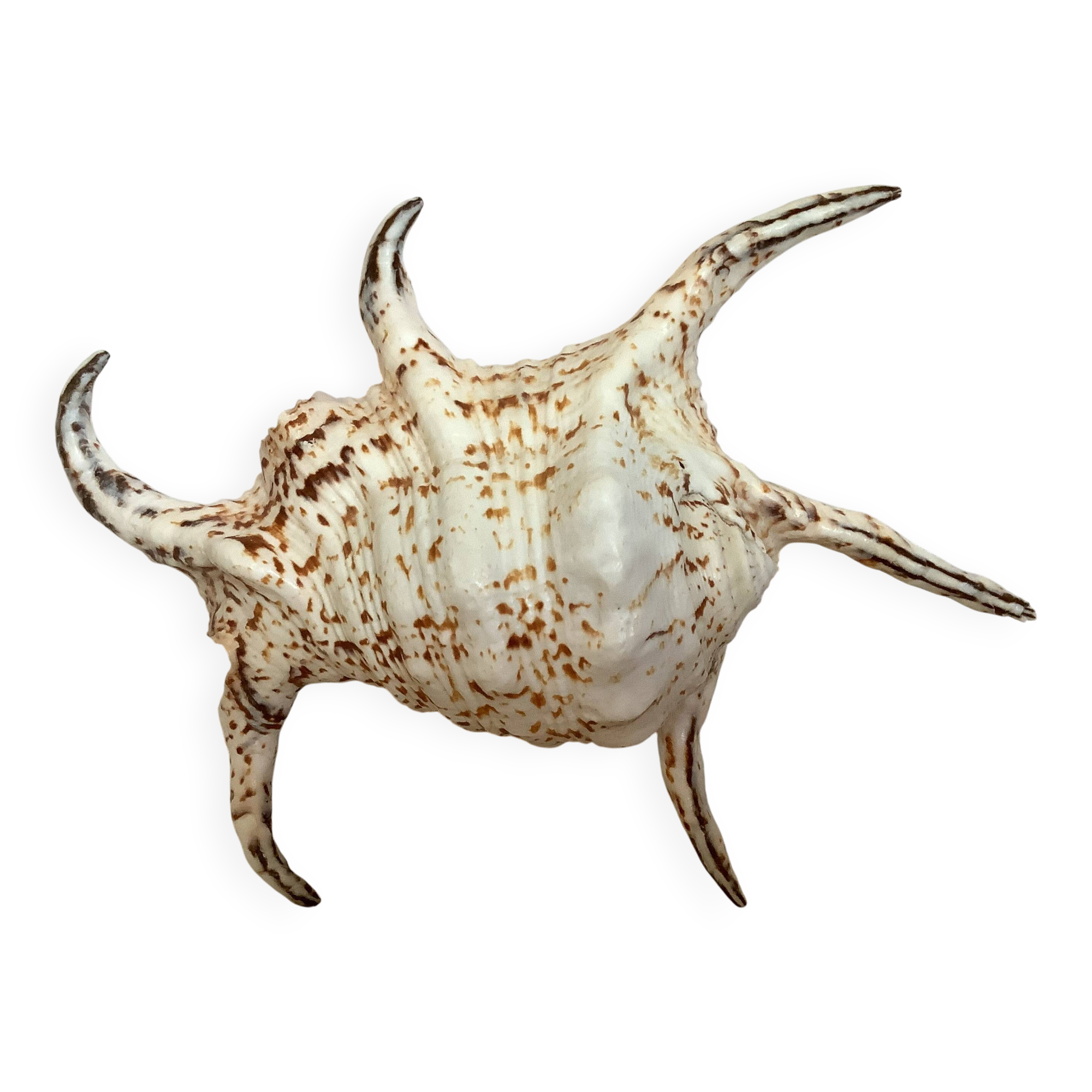 Lambis shell