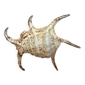 coquillage lambis
