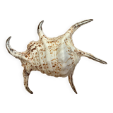 Lambis shell