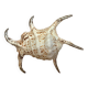 Lambis shell
