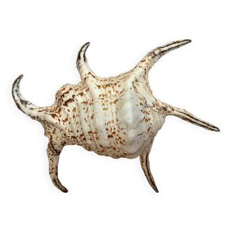Lambis shell