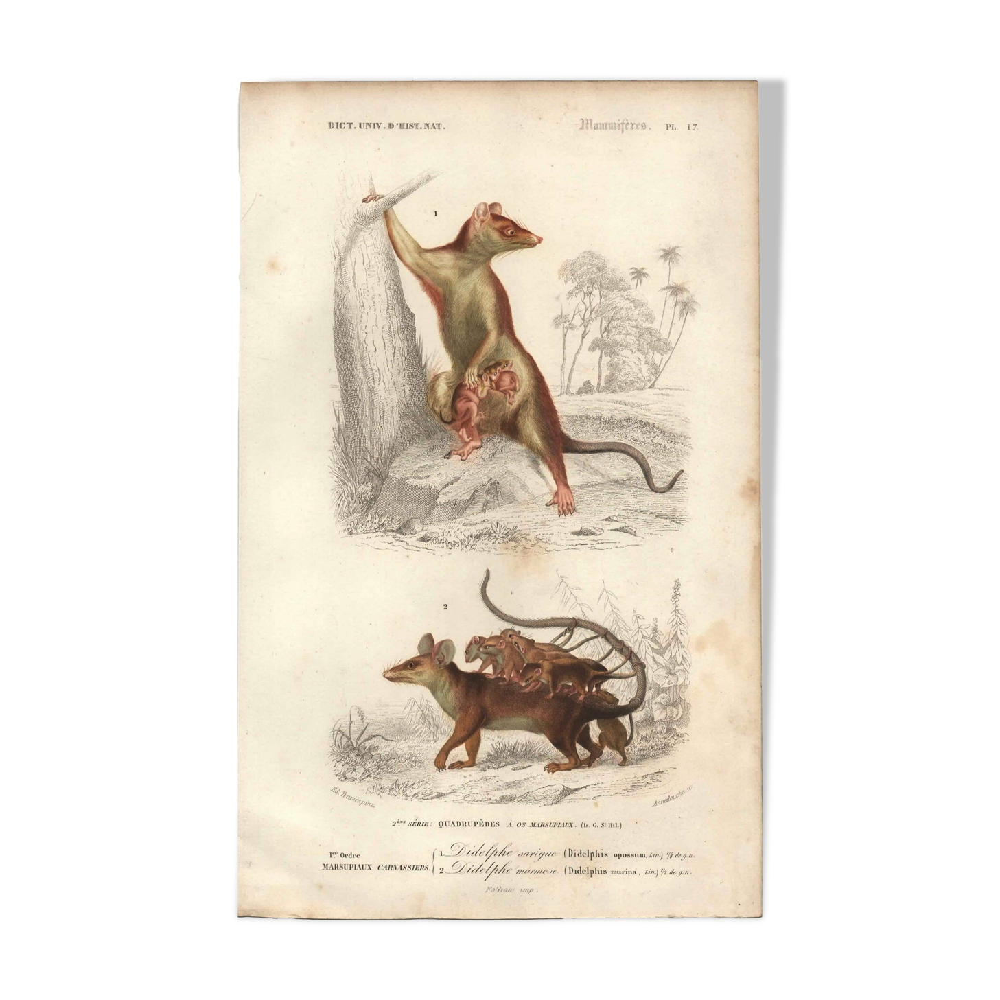 Gravure ancienne 1849 - Didelphe par , marsupial, nocturne, Amérique