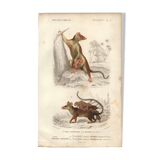 Gravure ancienne 1849 - Didelphe par , marsupial, nocturne, Amérique