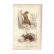 Antique engraving, 1849 - Didelphus, marsupial, nocturnal, America