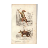 Antique engraving, 1849 - Didelphus, marsupial, nocturnal, America