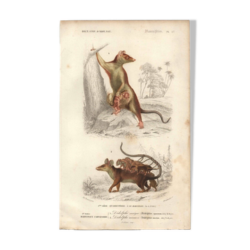 Antique engraving, 1849 - Didelphus, marsupial, nocturnal, America