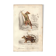 Antique engraving, 1849 - Didelphus, marsupial, nocturnal, America