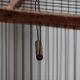 Old wooden bird cage