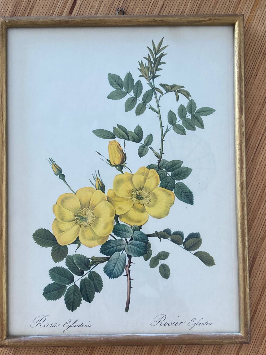 Lithographie PJ Redouté Rosier Eglantier