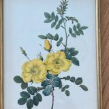 Lithographie PJ Redouté Rosier Eglantier
