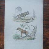 Affiche - gravure zoologique ancienne - hyène rayée et tachetée (mi 19ème)