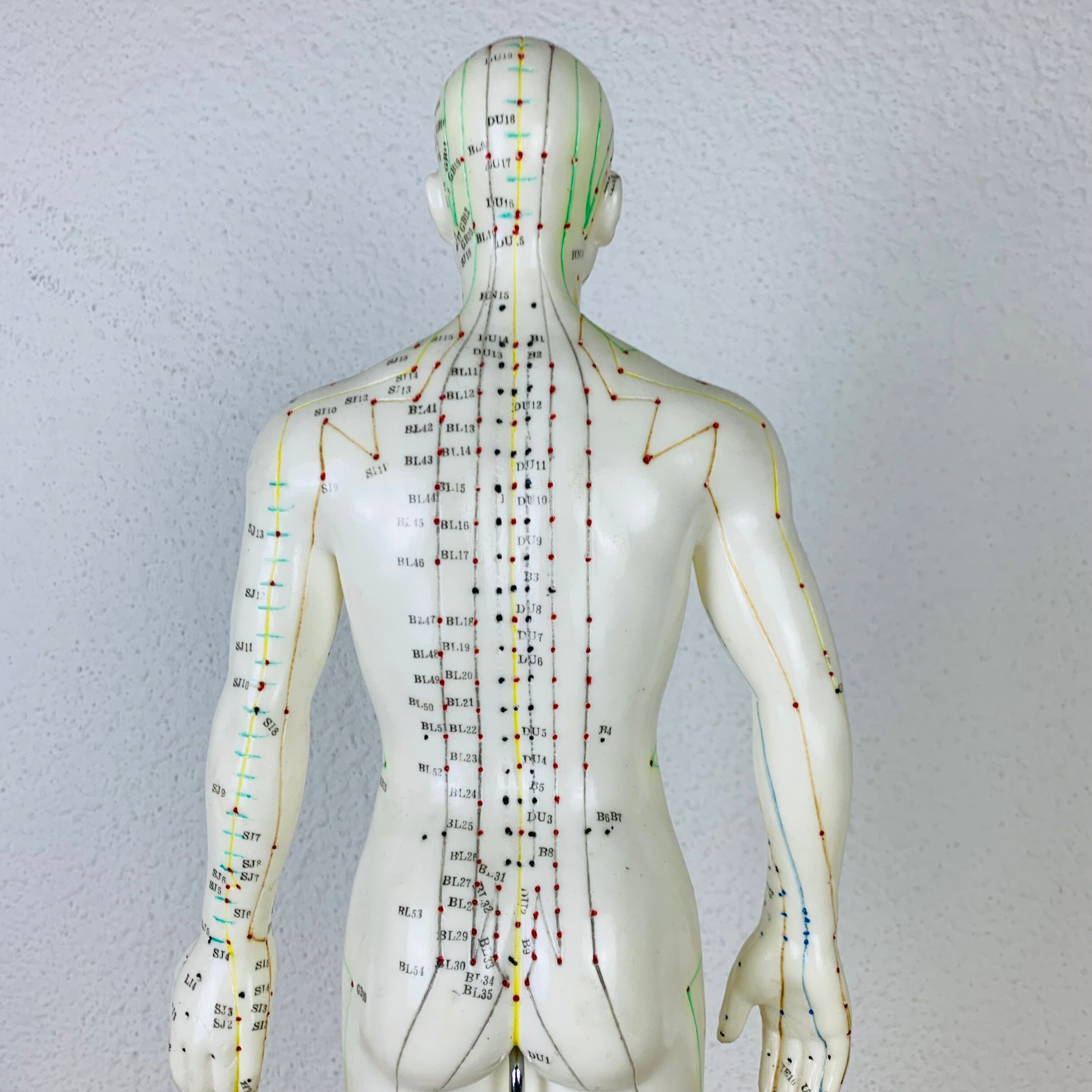 Mannequin d'acupuncture vintage cabinet de curiosité