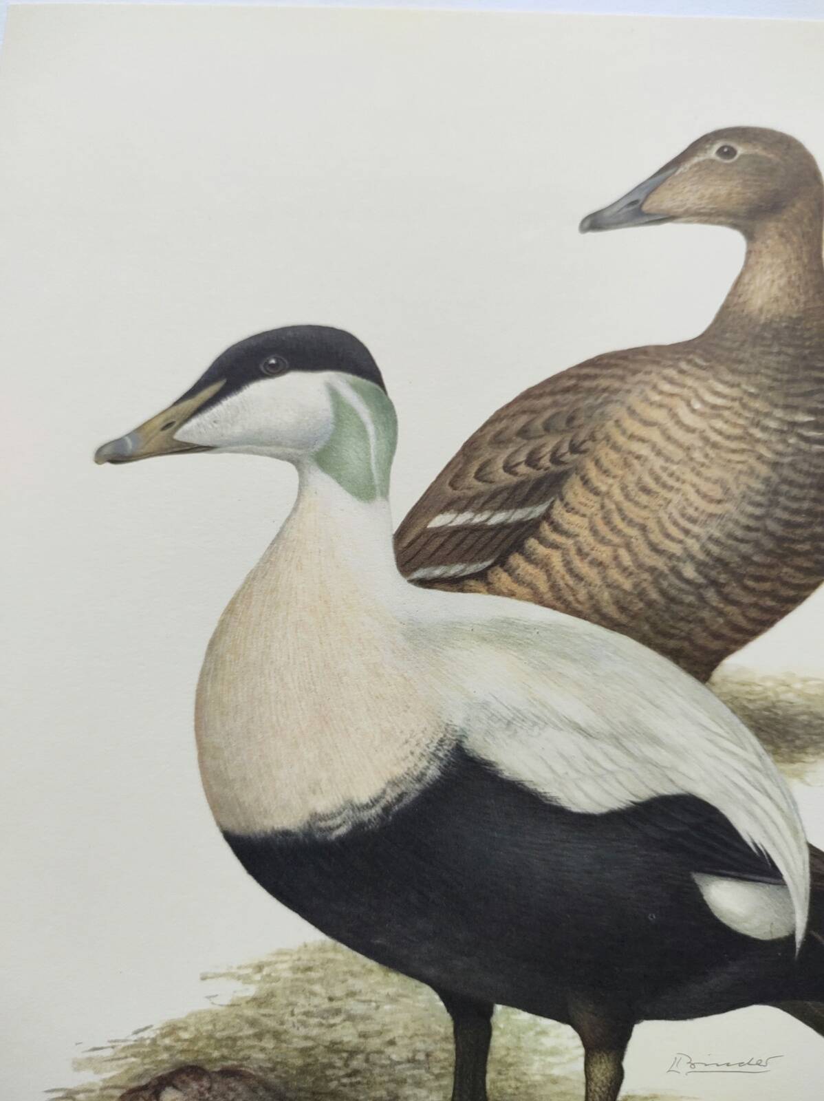 Bird board 60s - Common eider - Vintage ornithological illustration
