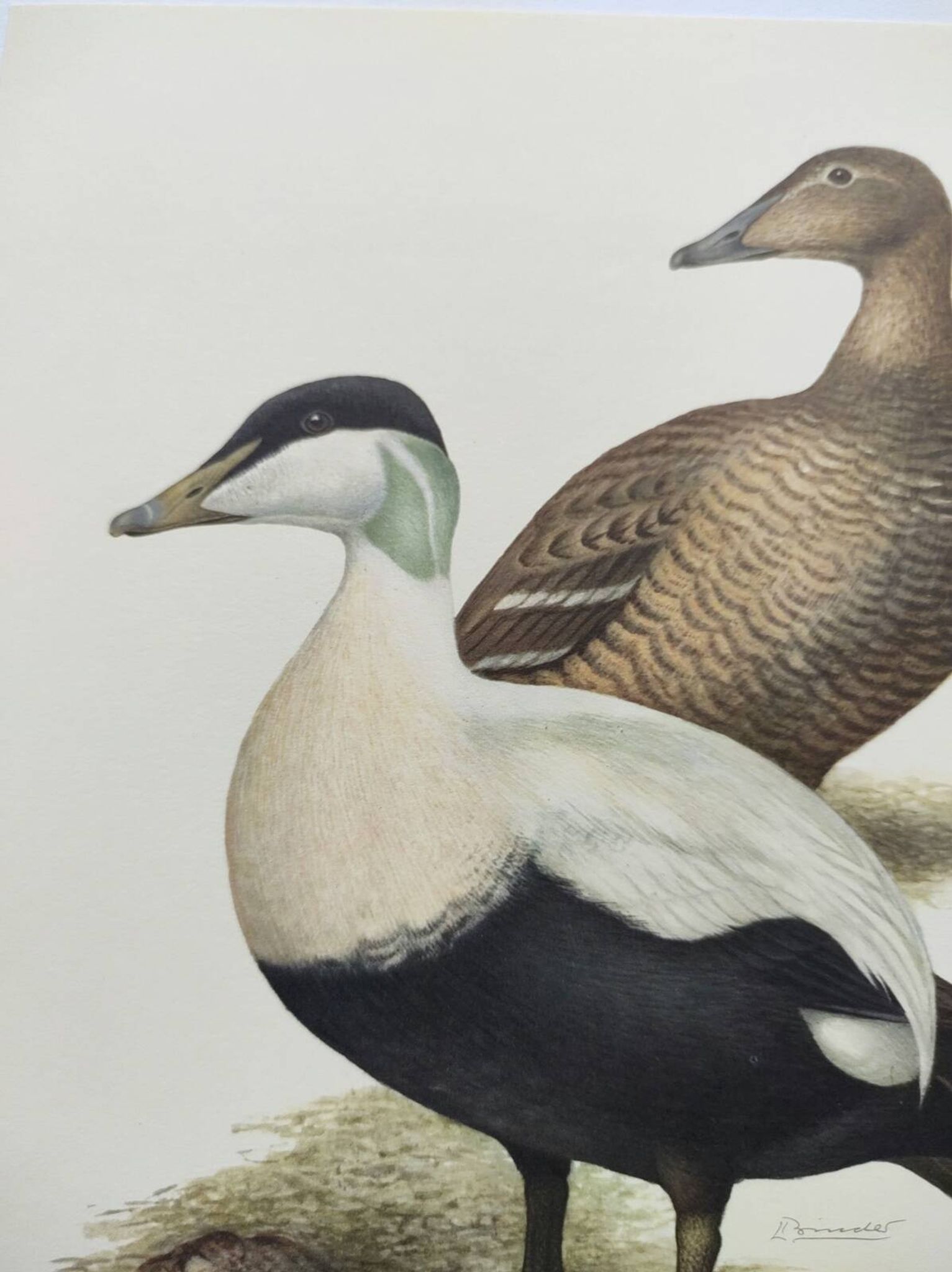 Bird board 60s - Common eider - Vintage ornithological illustration