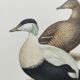 Bird board 60s - Common eider - Vintage ornithological illustration