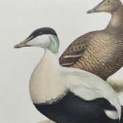 Bird board 60s - Common eider - Vintage ornithological illustration