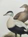 Bird board 60s - Common eider - Vintage ornithological illustration