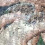 trumeau mirror louis xvi style 104x66cm