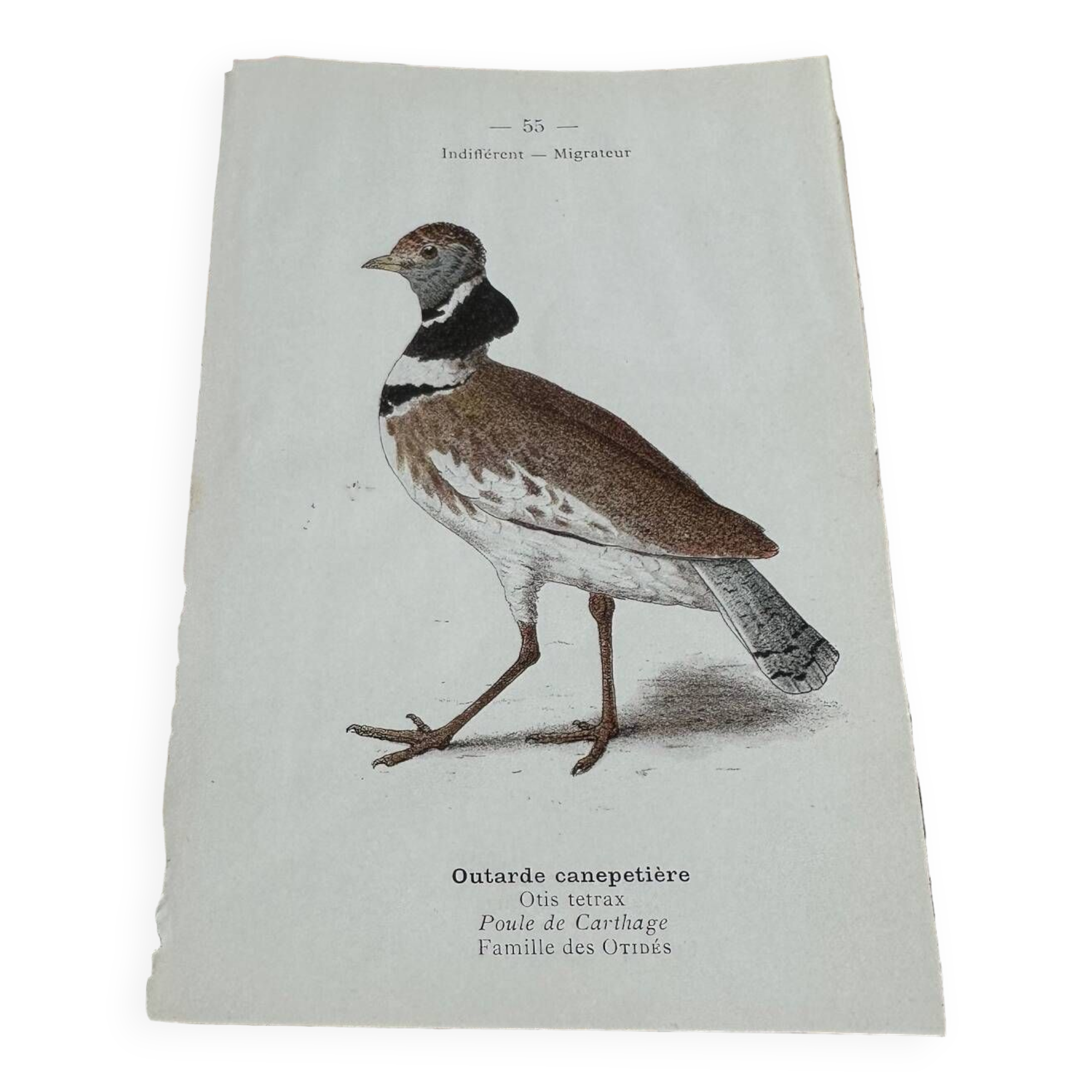 Old botanical engraving naturalist plate 1903 birds