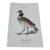 Gravure botanique ancienne planche naturaliste 1903 oiseaux