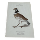 Gravure botanique ancienne planche naturaliste 1903 oiseaux