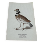 Gravure botanique ancienne planche naturaliste 1903 oiseaux