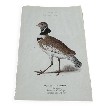 Old botanical engraving naturalist plate 1903 birds