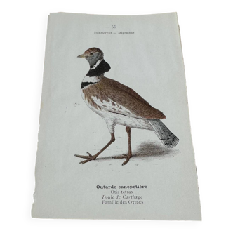 Gravure botanique ancienne planche naturaliste 1903 oiseaux