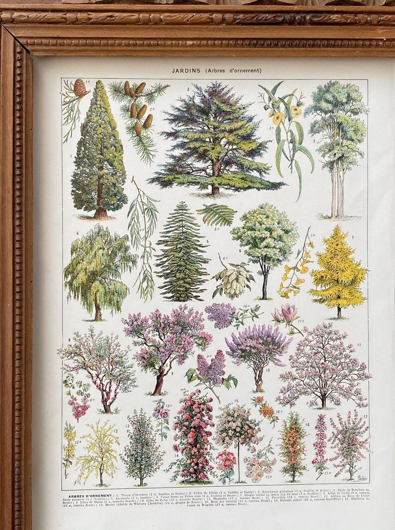 Illustration Millot "Ornamental tree gardens"