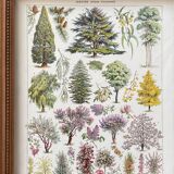Illustration Millot "Ornamental tree gardens"