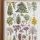 Illustration Millot "Ornamental tree gardens"