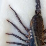 Scorpion naturalisé sous verre