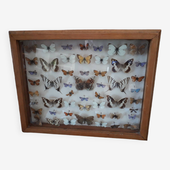 Old frame with naturalized butterflies