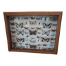 Old frame with naturalized butterflies