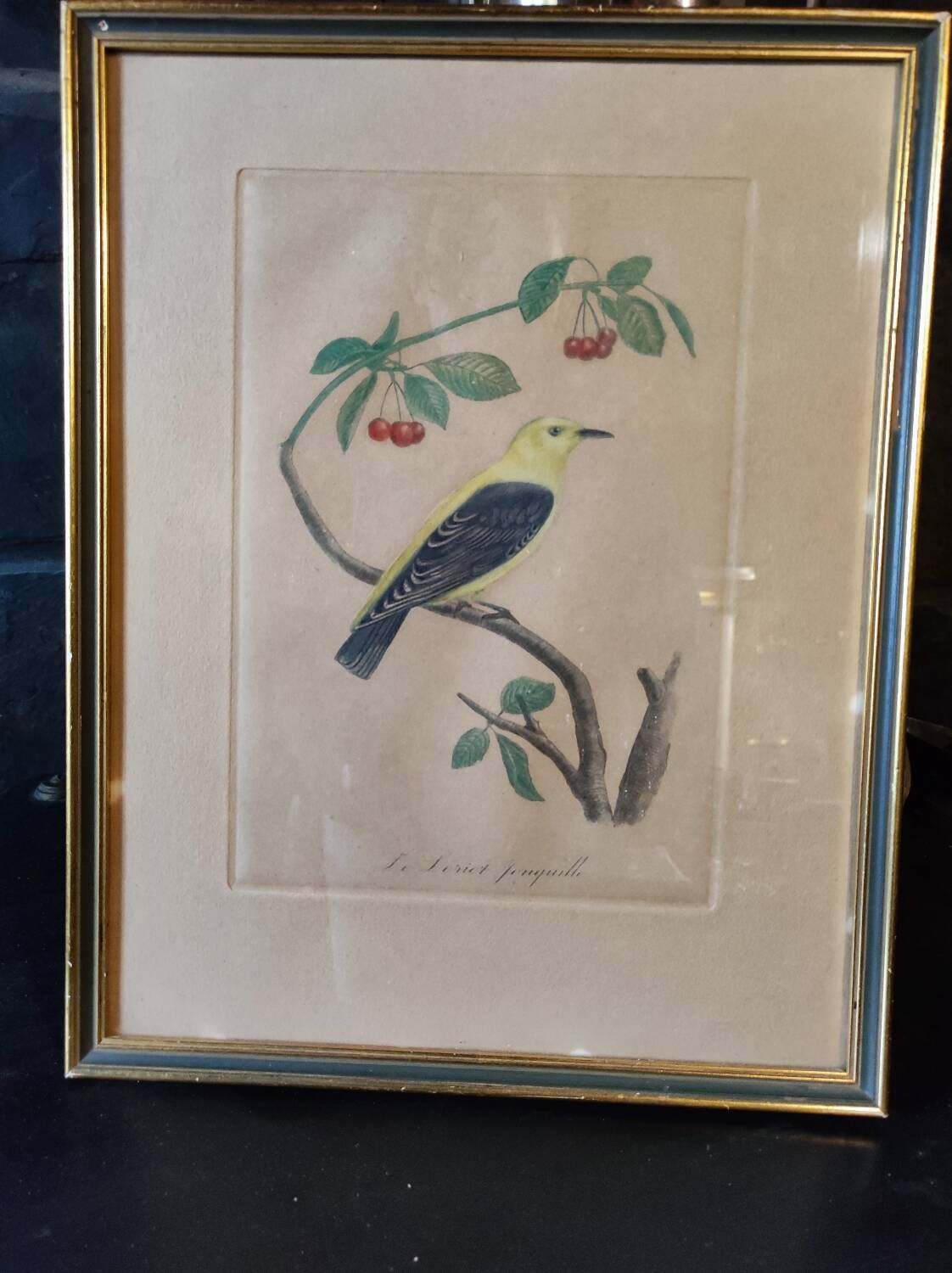 Colorized engraving, Loriot Jonquille, 19th century