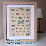 Antique print of Butterflies - Lithograph from 1887 - Munda - Illustration