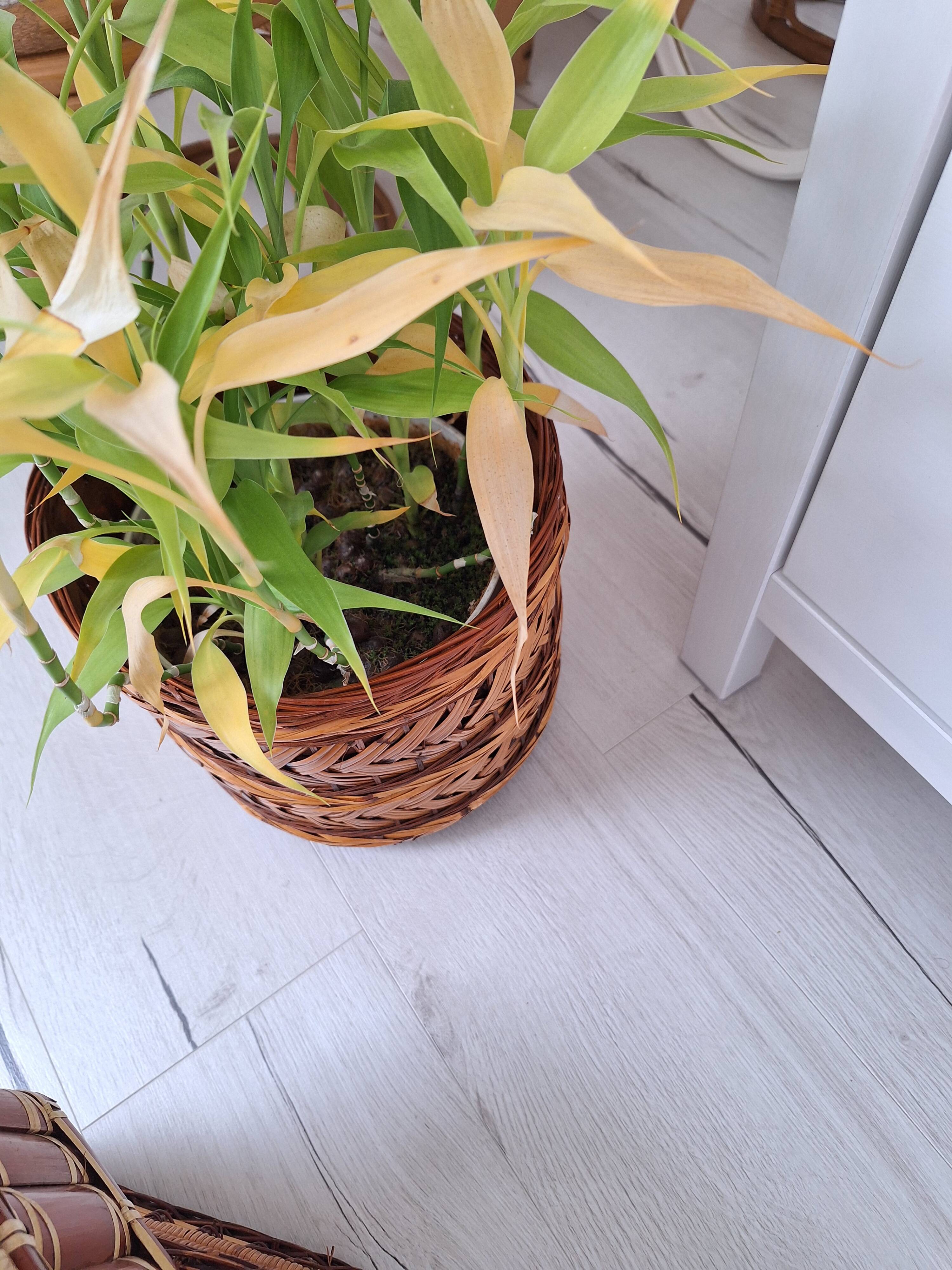 Wicker plant pot