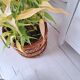 Wicker plant pot