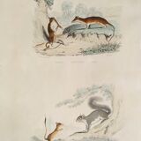 Original zoological plank " sarigues - gerboise - little grey " buffon 1838